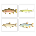 White Fish Gallery