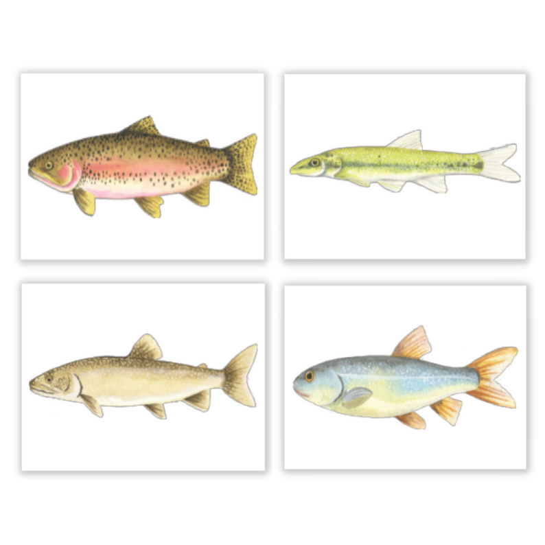 White Fish Gallery