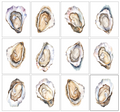 White Oyster Gallery