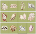 Green Shell Gallery