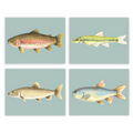 Teal Fish Gallery