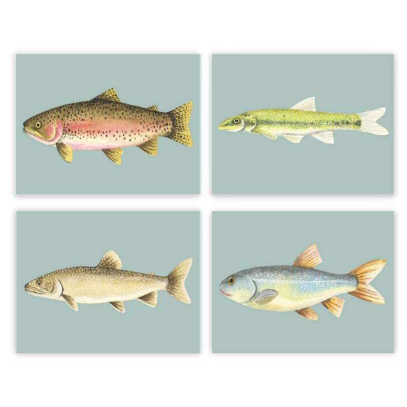 Teal Fish Gallery