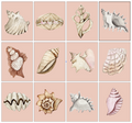 Pink Shell Gallery