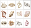 White Shell Gallery