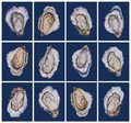 Navy Oyster Gallery