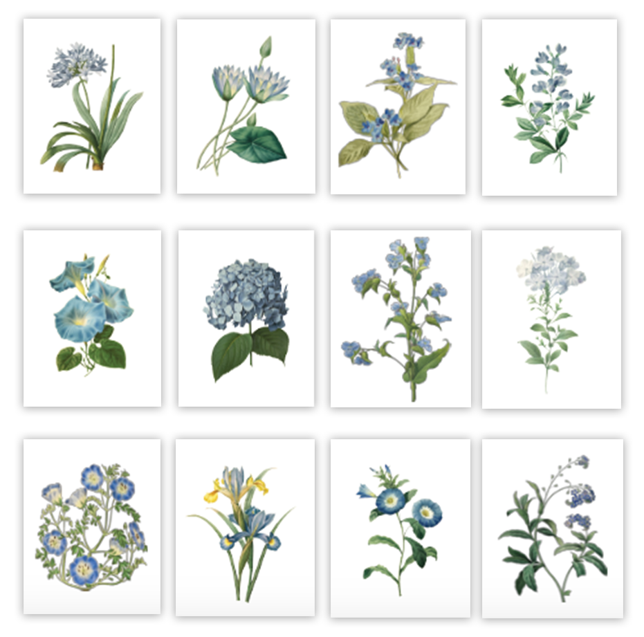 Blue Floral Gallery